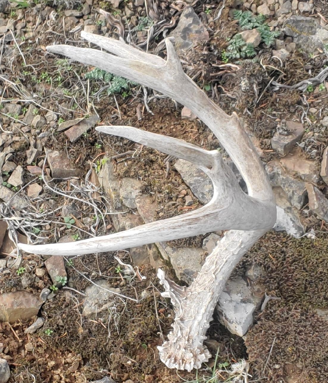 antler
