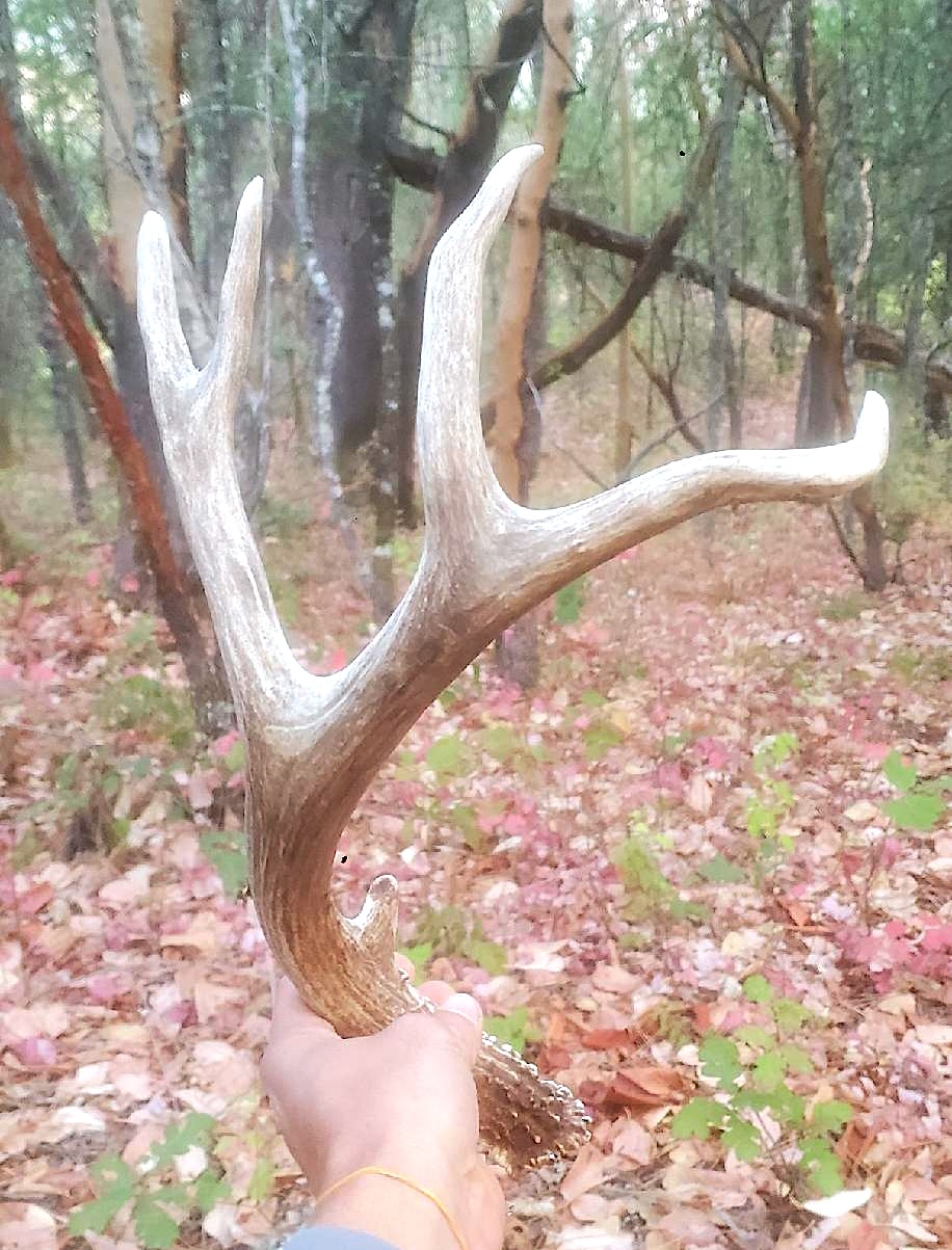 antler