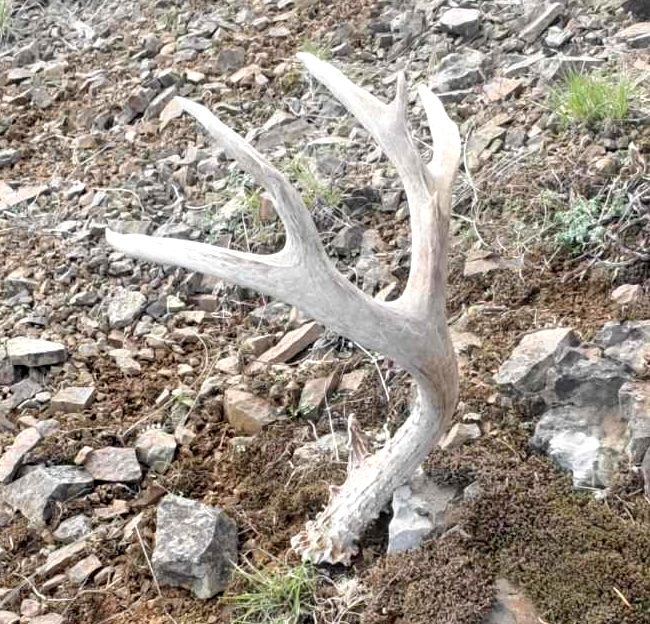 antler