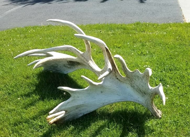 antler