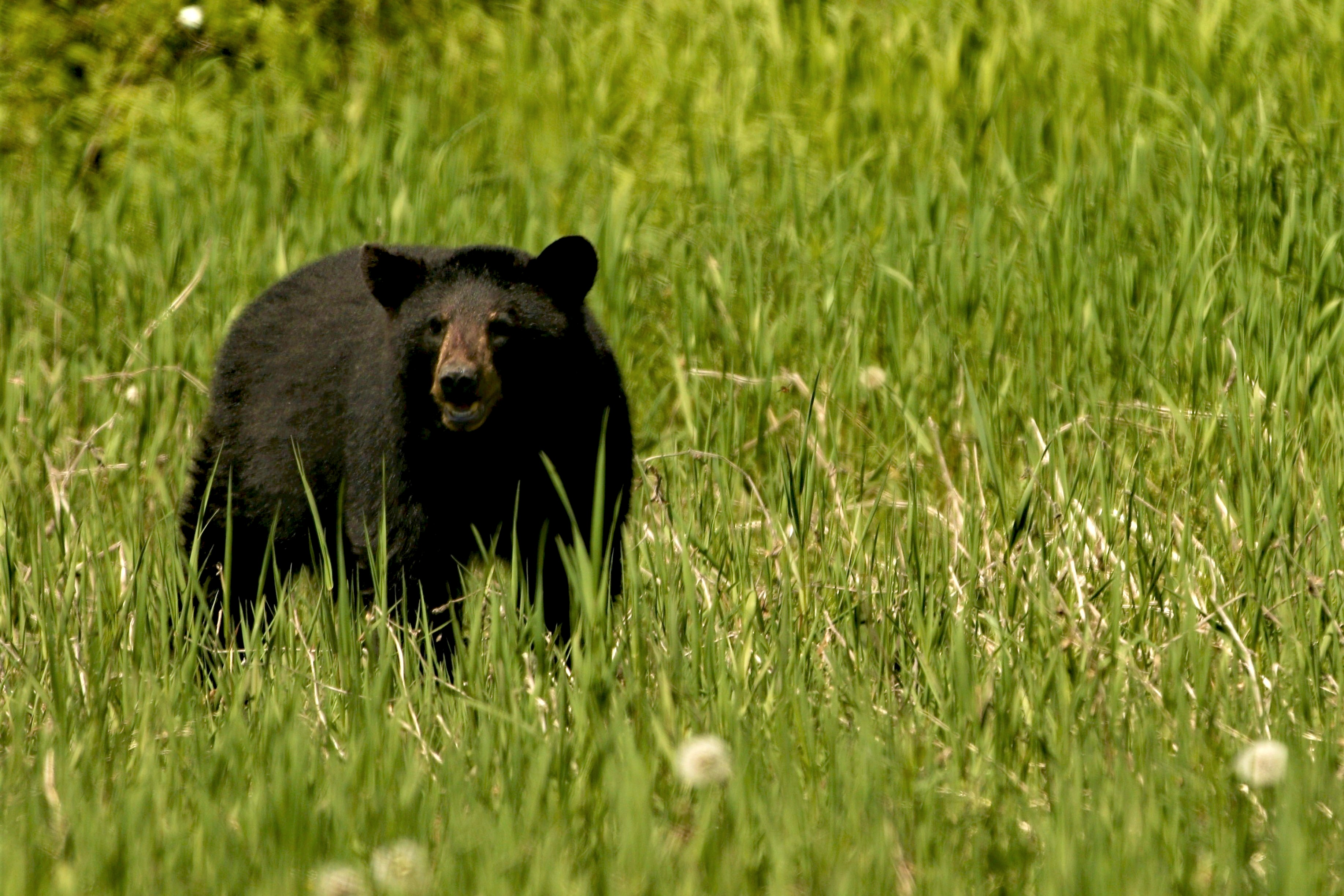 black bear in field